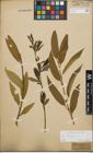 Foto von Salix fragilis L.